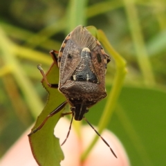 Cermatulus nasalis (Predatory shield bug, Glossy shield bug) at Lions Youth Haven - Westwood Farm A.C.T. - 15 Jan 2023 by HelenCross
