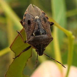 Cermatulus nasalis at Stromlo, ACT - 15 Jan 2023