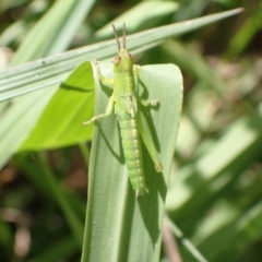 Acrididae sp. (family) (Unidentified Grasshopper) at Murrumbateman, NSW - 15 Jan 2023 by SimoneC