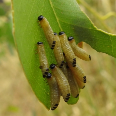 Paropsis atomaria (Eucalyptus leaf beetle) at Lions Youth Haven - Westwood Farm A.C.T. - 15 Jan 2023 by HelenCross