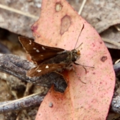 Unidentified Skipper (Hesperiidae) at Broulee Moruya Nature Observation Area - 19 Oct 2022 by LisaH