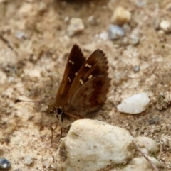 Dispar compacta at Broulee Moruya Nature Observation Area - 20 Oct 2022