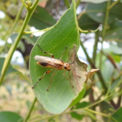 Pseudoperga guerinii (A sawfly) at Stromlo, ACT - 15 Jan 2023 by HelenCross