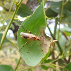 Pseudoperga lewisii (A Sawfly) at Stromlo, ACT - 15 Jan 2023 by HelenCross