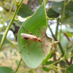 Pseudoperga lewisii at Stromlo, ACT - 15 Jan 2023