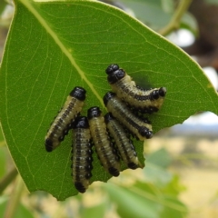 Paropsis atomaria (Eucalyptus leaf beetle) at Lions Youth Haven - Westwood Farm A.C.T. - 15 Jan 2023 by HelenCross