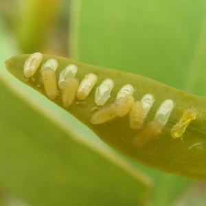 Paropsisterna fastidiosa at Stromlo, ACT - 15 Jan 2023