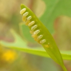 Paropsisterna fastidiosa at Stromlo, ACT - 15 Jan 2023