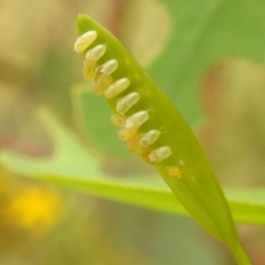 Paropsisterna fastidiosa at suppressed - 15 Jan 2023