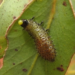 Paropsisterna beata at Stromlo, ACT - 15 Jan 2023