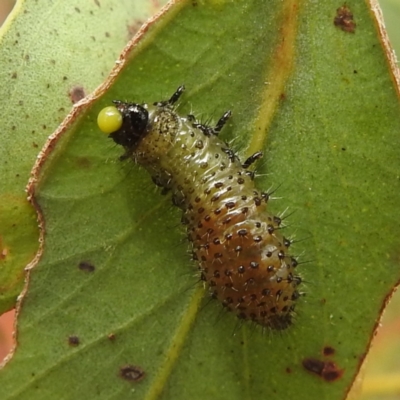 Paropsisterna beata (Blessed Leaf Beetle) at Stromlo, ACT - 15 Jan 2023 by HelenCross