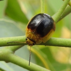 Paropsisterna cloelia (Eucalyptus variegated beetle) at Lions Youth Haven - Westwood Farm A.C.T. - 15 Jan 2023 by HelenCross