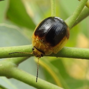 Paropsisterna cloelia at Stromlo, ACT - 15 Jan 2023