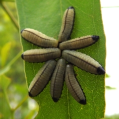 Paropsisterna cloelia (Eucalyptus variegated beetle) at Lions Youth Haven - Westwood Farm A.C.T. - 15 Jan 2023 by HelenCross