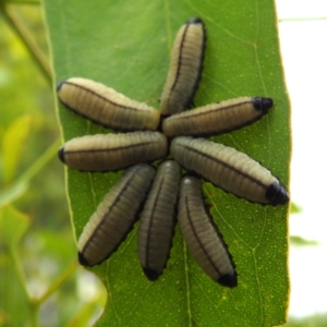 Paropsisterna cloelia at Stromlo, ACT - 15 Jan 2023