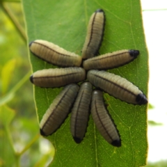 Paropsisterna cloelia (Eucalyptus variegated beetle) at Stromlo, ACT - 15 Jan 2023 by HelenCross