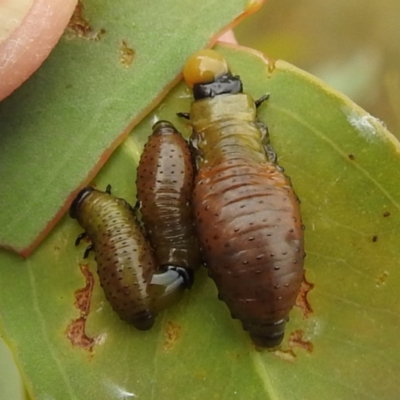 Paropsisterna beata (Blessed Leaf Beetle) at Stromlo, ACT - 15 Jan 2023 by HelenCross