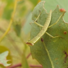 Orthodera ministralis (Green Mantid) at Lions Youth Haven - Westwood Farm A.C.T. - 15 Jan 2023 by HelenCross