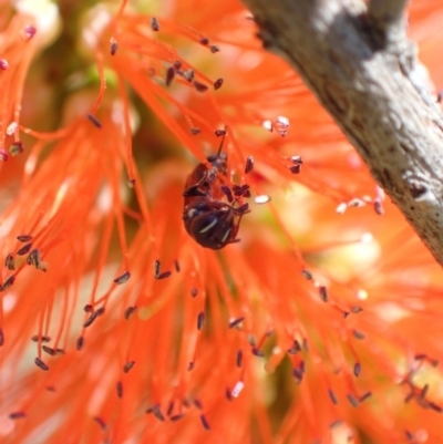 Hylaeus (Prosopisteron) littleri (Hylaeine colletid bee) at Murrumbateman, NSW - 15 Jan 2023 by SimoneC