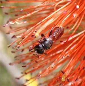 Hylaeus (Prosopisteron) littleri at Murrumbateman, NSW - 15 Jan 2023 11:33 AM