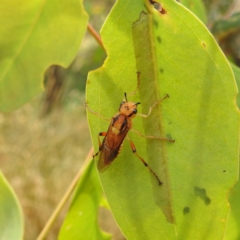 Pseudoperga lewisii (A Sawfly) at Lions Youth Haven - Westwood Farm A.C.T. - 15 Jan 2023 by HelenCross