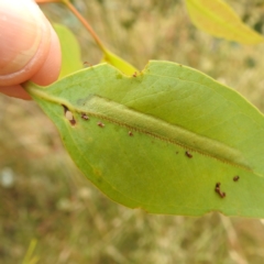 Pseudoperga guerinii at Stromlo, ACT - suppressed