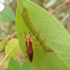 Pseudoperga guerinii at Stromlo, ACT - suppressed