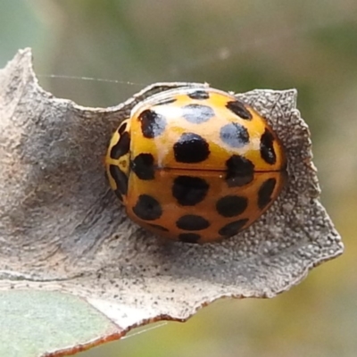 Harmonia conformis (Common Spotted Ladybird) at Lions Youth Haven - Westwood Farm A.C.T. - 15 Jan 2023 by HelenCross