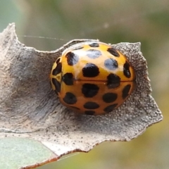 Harmonia conformis (Common Spotted Ladybird) at Stromlo, ACT - 15 Jan 2023 by HelenCross