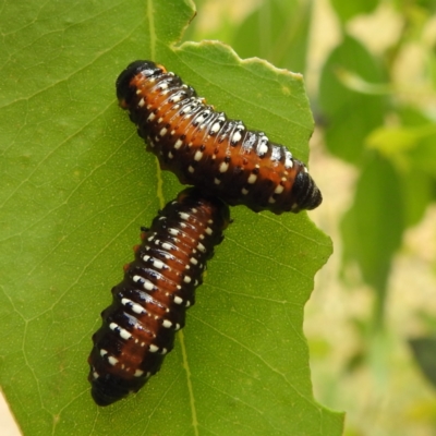 Paropsis variolosa (Variolosa leaf beetle) at Lions Youth Haven - Westwood Farm A.C.T. - 15 Jan 2023 by HelenCross