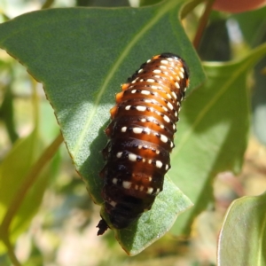 Paropsis variolosa at Lions Youth Haven - Westwood Farm - 15 Jan 2023