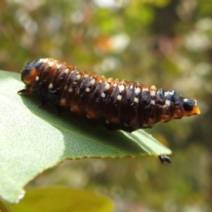 Paropsis variolosa at Lions Youth Haven - Westwood Farm A.C.T. - 15 Jan 2023