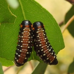 Paropsis variolosa at Lions Youth Haven - Westwood Farm - 15 Jan 2023