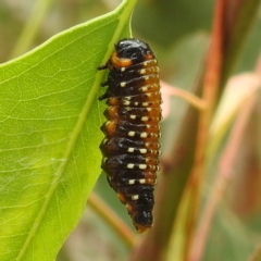 Paropsis variolosa at Lions Youth Haven - Westwood Farm A.C.T. - 15 Jan 2023