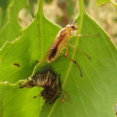 Pseudoperga guerinii (A sawfly) at Stromlo, ACT - 15 Jan 2023 by HelenCross