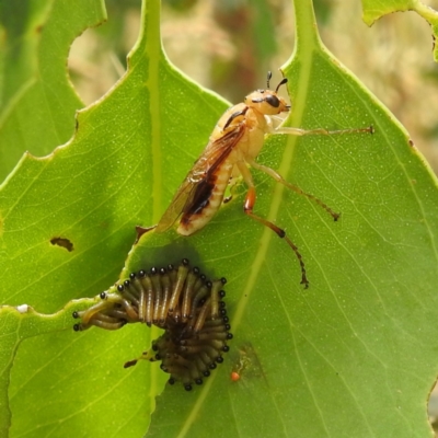 Pseudoperga lewisii (A Sawfly) at Stromlo, ACT - 15 Jan 2023 by HelenCross