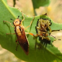 Pseudoperga guerinii at Stromlo, ACT - 15 Jan 2023