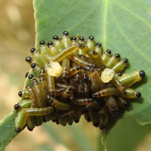 Pseudoperga guerinii at Stromlo, ACT - 15 Jan 2023