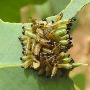 Pseudoperga guerinii at Stromlo, ACT - 15 Jan 2023