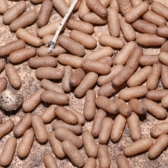 Rhytidoponera metallica (Greenhead ant) at Wellington Point, QLD - 15 Jan 2023 by TimL