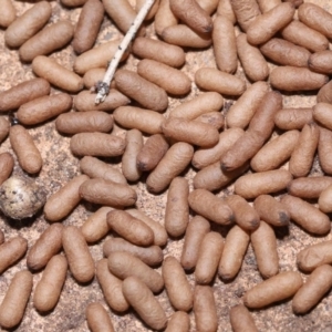 Rhytidoponera metallica at Wellington Point, QLD - 15 Jan 2023