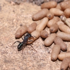 Rhytidoponera metallica at Wellington Point, QLD - 15 Jan 2023