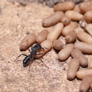 Rhytidoponera metallica at Wellington Point, QLD - 15 Jan 2023