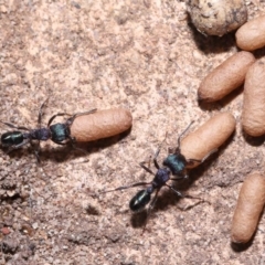 Rhytidoponera metallica at Wellington Point, QLD - 15 Jan 2023