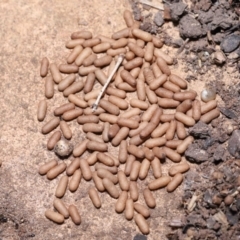 Rhytidoponera metallica at Wellington Point, QLD - suppressed