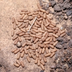 Rhytidoponera metallica at Wellington Point, QLD - 15 Jan 2023