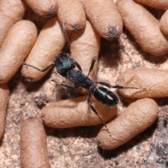 Rhytidoponera metallica at Wellington Point, QLD - suppressed