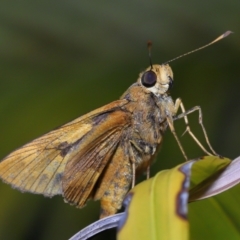 Unidentified Skipper (Hesperiidae) at Wellington Point, QLD - 15 Jan 2023 by TimL