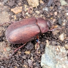 Sericesthis nigrolineata (Dusky pasture scarab) at Sullivans Creek, Lyneham South - 15 Jan 2023 by trevorpreston