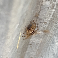 Maratus griseus (Jumping spider) at Aranda, ACT - 10 Jan 2023 by Jubeyjubes